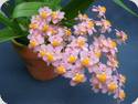 Oncidium Tsiku Maguerit Glory